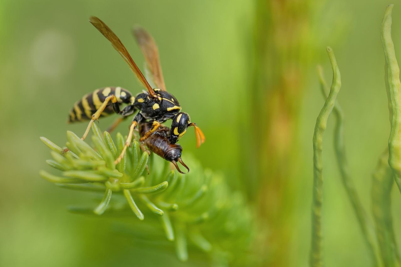 Close-up of a wasp on a green plant carrying prey