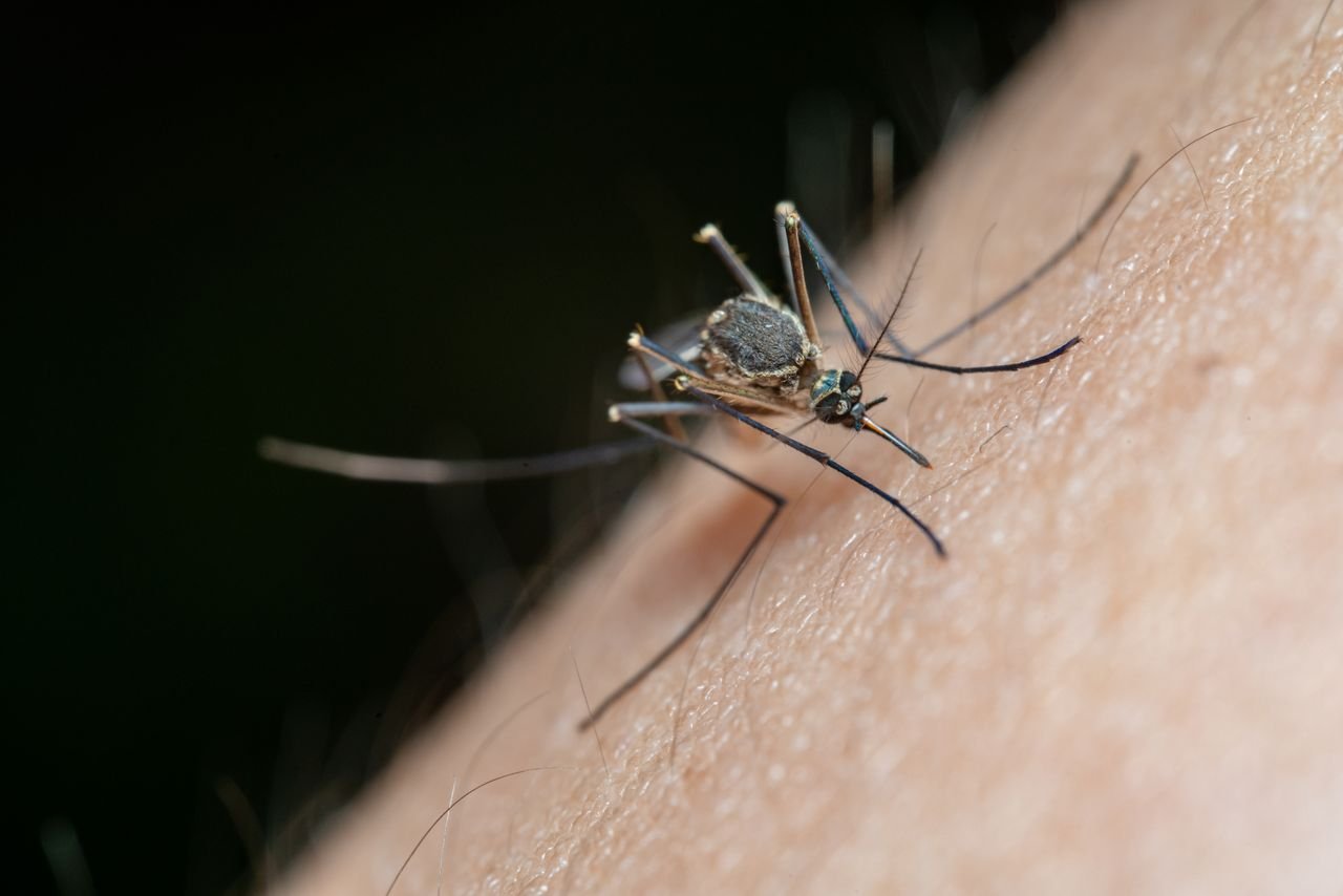 Close-up of a mosquito biting human skin