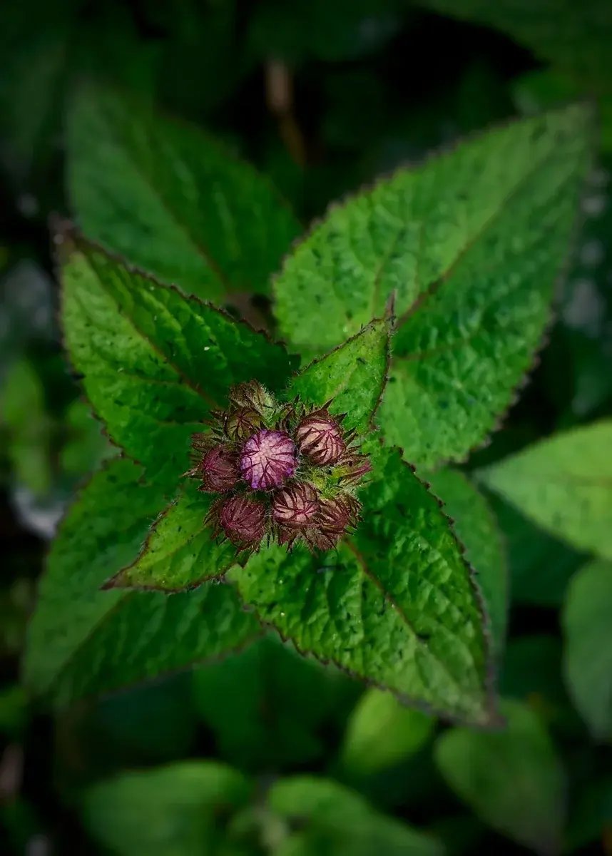 plant-leaves-flower-buds-closeup